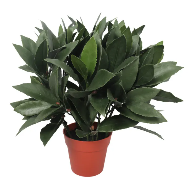 Hovedbilde Laurbær plante – ...